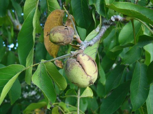 walnut nut plant
