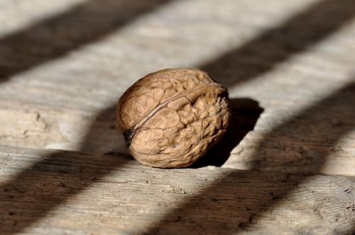 walnut nut healthy