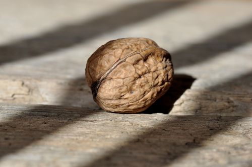 walnut nut fruit bowl