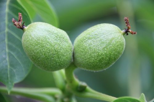 walnut walnut tree green