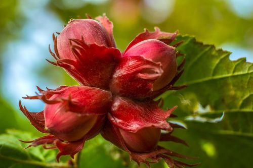 walnut nature tree