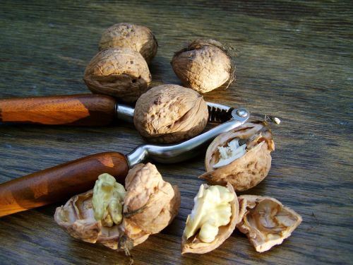 walnut hard-shelled fruits kernel