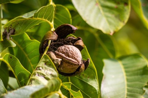 walnut nut shell