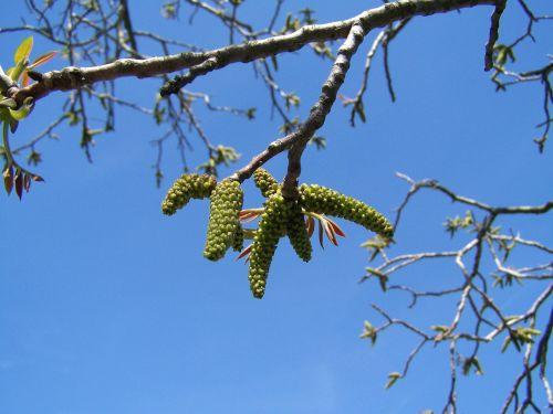 walnut flower blue sky spring