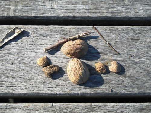 walnut shells nutshells walnuts