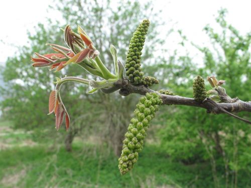 walnut tree juglans regia infructescence
