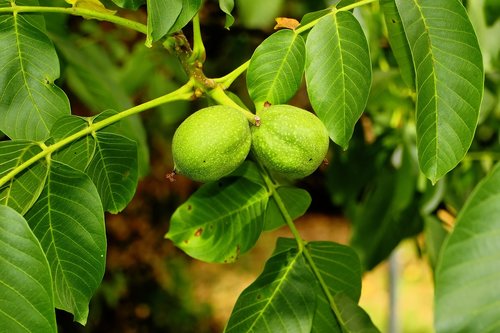 walnut tree  fruits  green