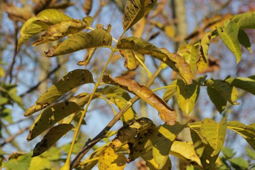 walnut tree leaves autumn