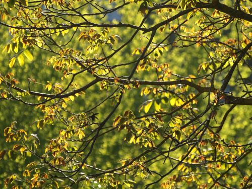 walnut tree leaves sun