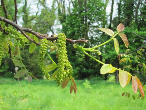 walnut tree flower blossom bloom