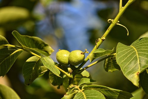 walnuts  walnut tree  nuts