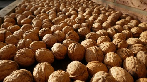 walnuts  nuts  harvest
