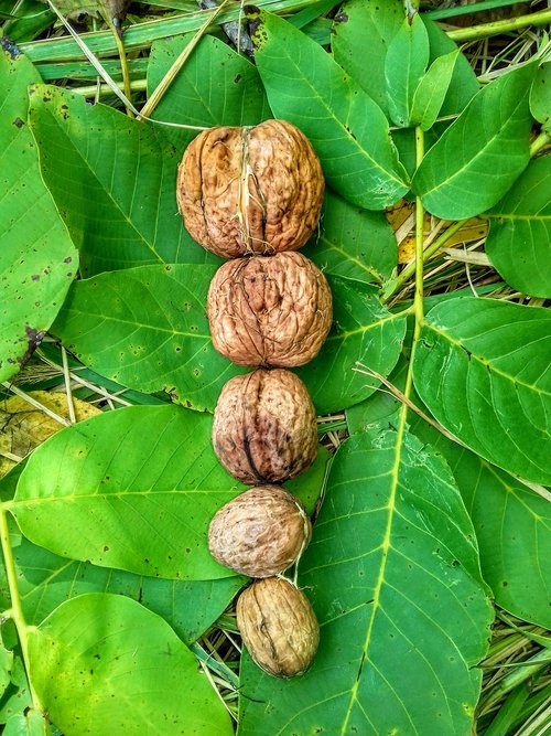 walnuts  leaf  autumn