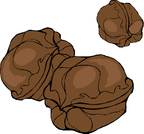 walnuts nut food