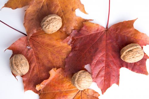 Walnuts And Red Leaves