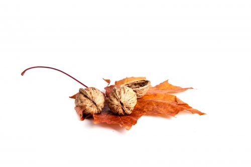 Walnuts And Red Leaves