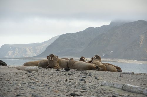 walrus norway spitsbergen