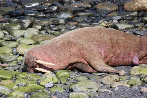 walrus  wally  scotland wally