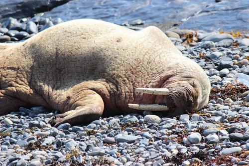 walrus  walrus scotland  walrus wick harbour