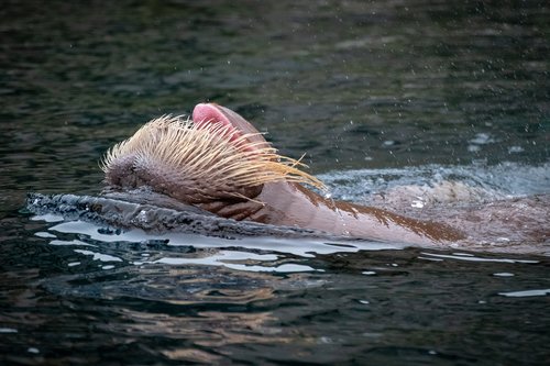 walrus  water  animal