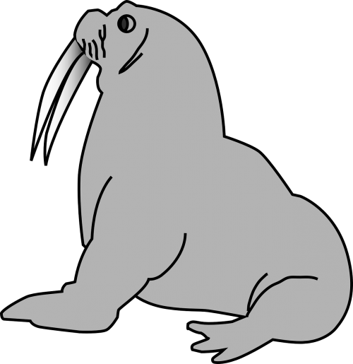 walrus animal tusks