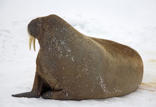 walrus snow cold