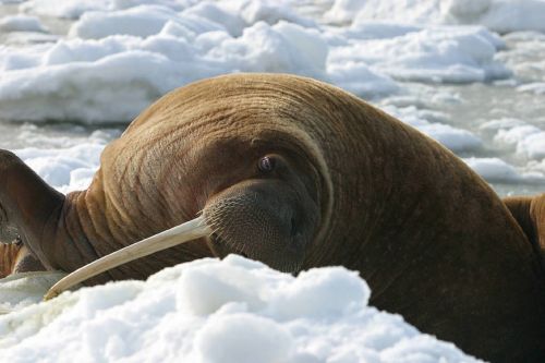walrus cow nature