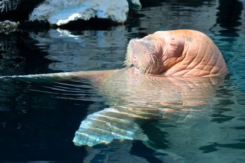 walrus sea world san diego