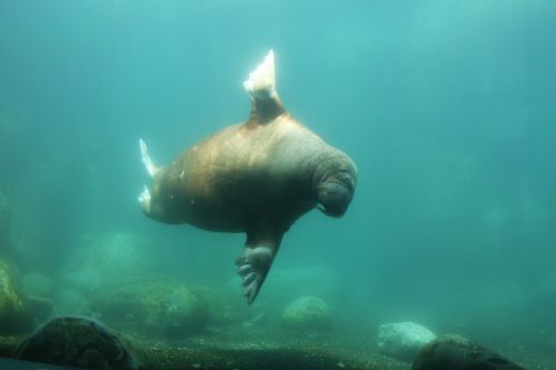 walrus zoo hamburg