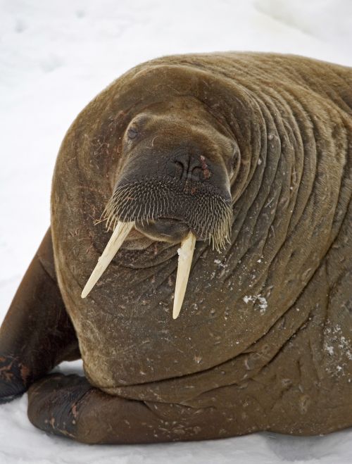 walrus odobenidae odobenus