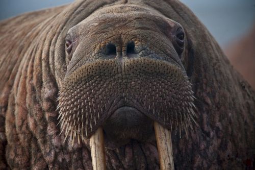 walrus portrait close up