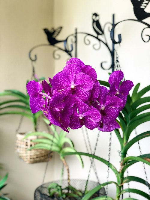 wanda  orchids  flower