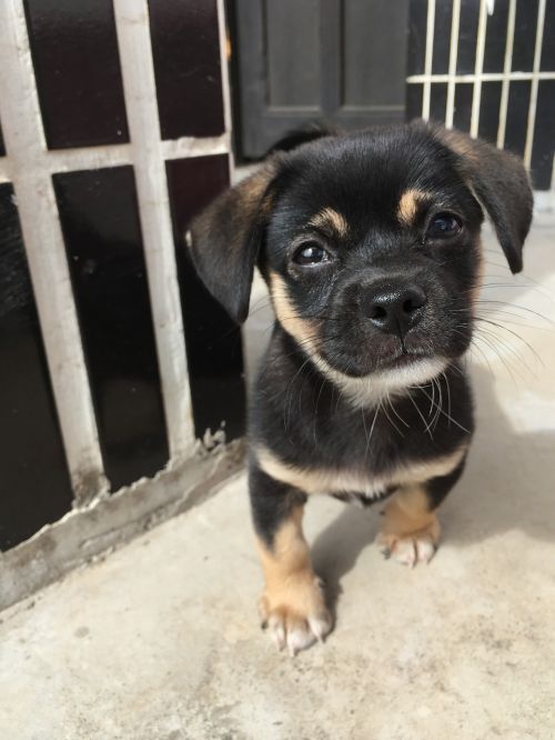 wang kennel puppy