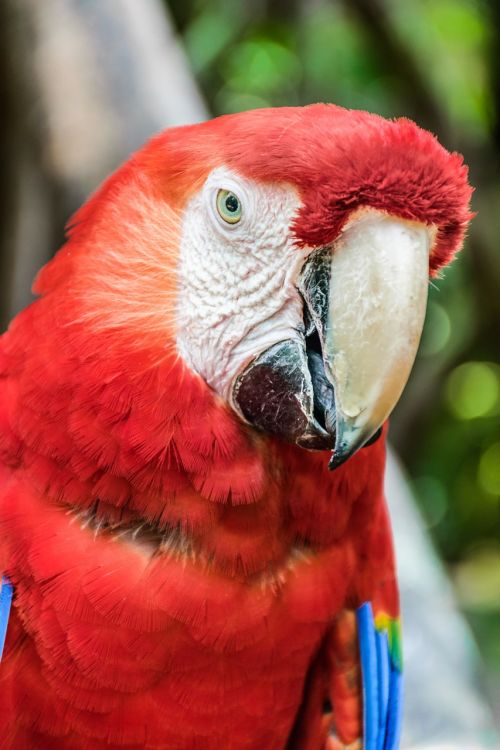 parrot ave macaw