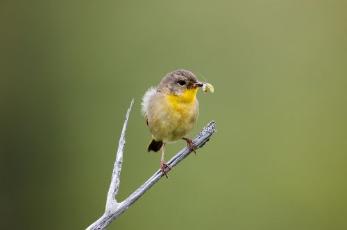 warbler bird worm