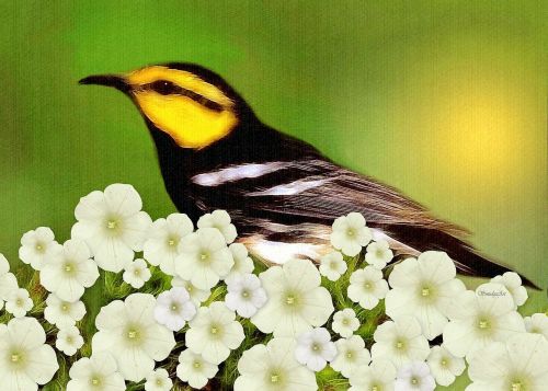 warbler bird nature