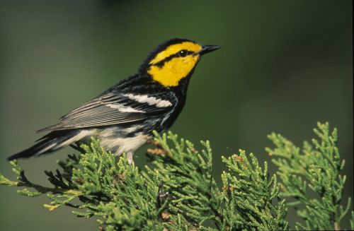 warbler bird golden-cheeked