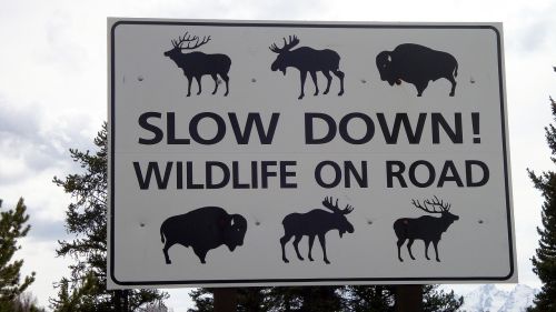 warning warning sign wild animals