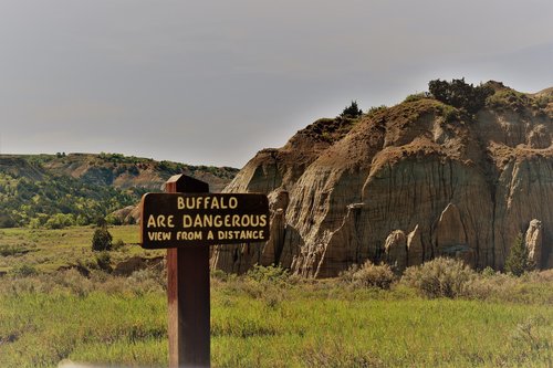 warning  danger  buffalo