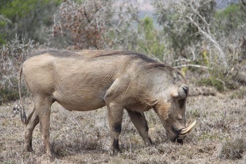 warthog safari south africa