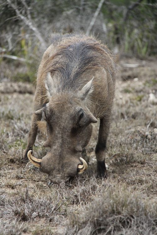 warthog tusks south africa