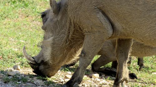warthog wildlife addo elephant park