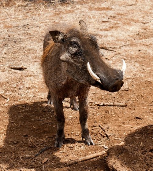 warthog south africa savannah