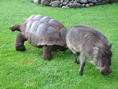 warthog turtle africa