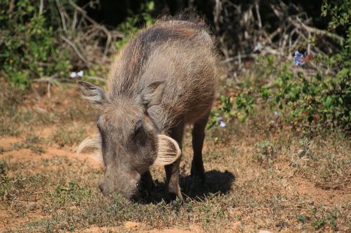 warthog africa pig