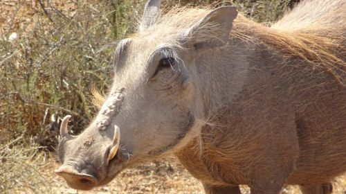 warthog mammal fauna