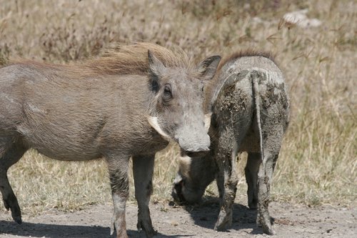 warthog  muddy  mammal
