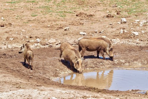 warthog  south africa  safari