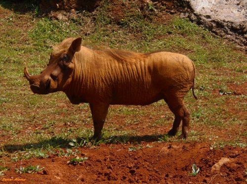 warthog animals africa