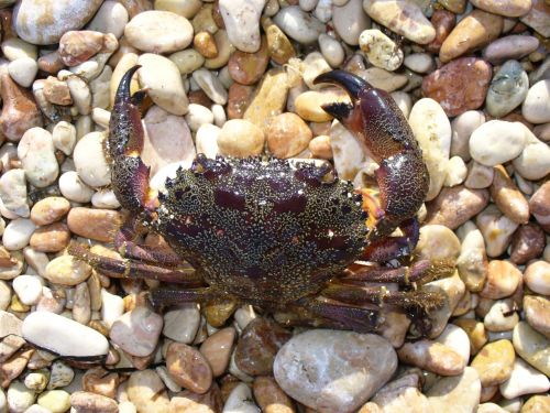warty crab yellow crab arthropod